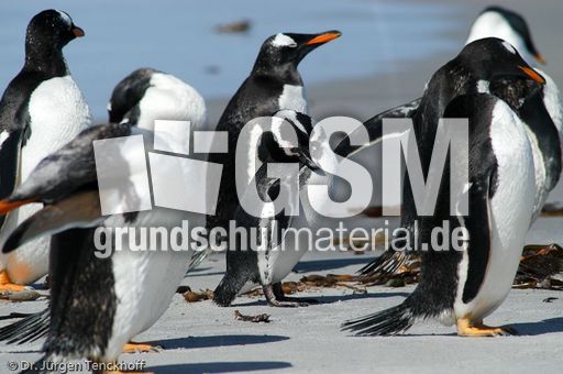 Eselspinguin (40 von 97).jpg
